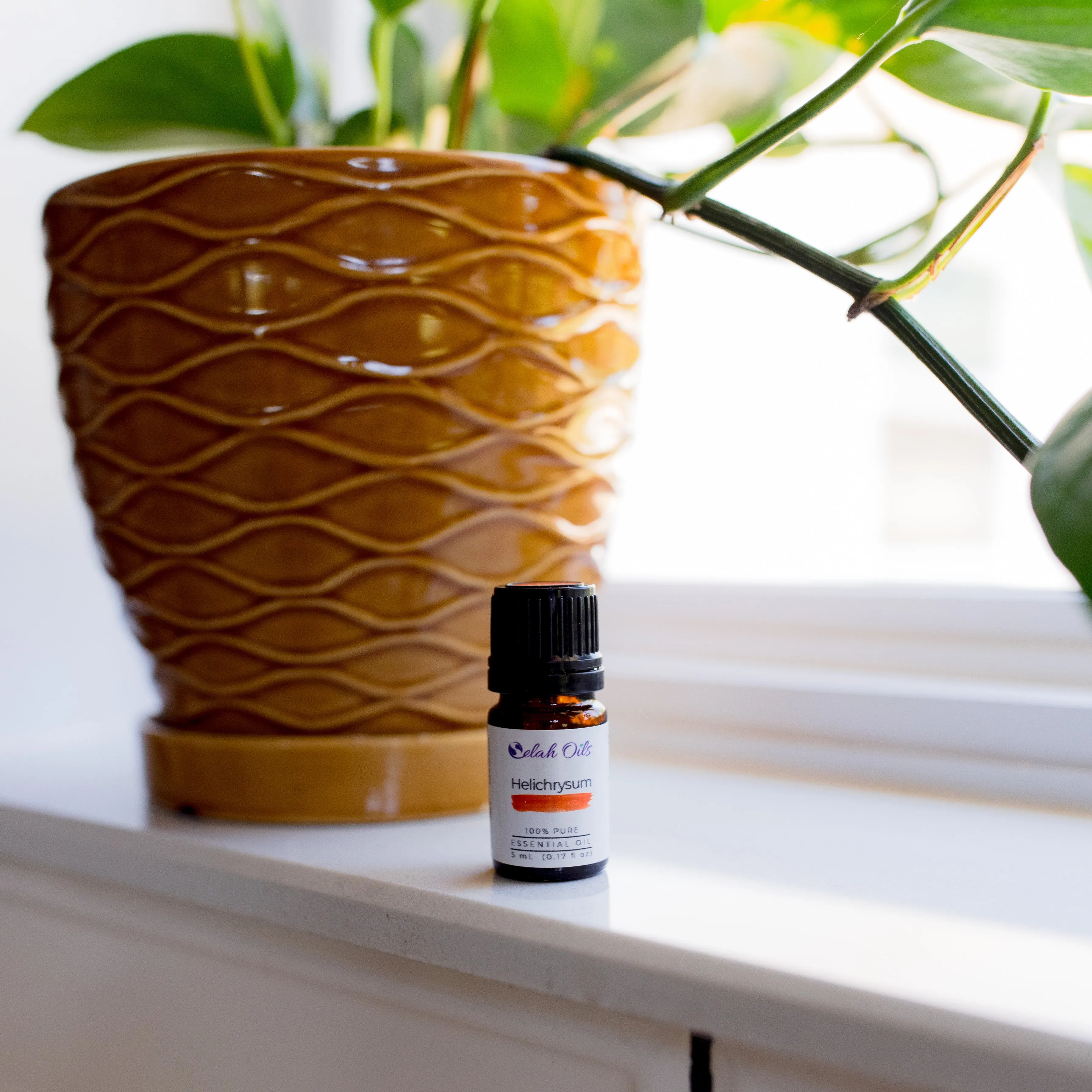 Helichrysum Essential Oil*