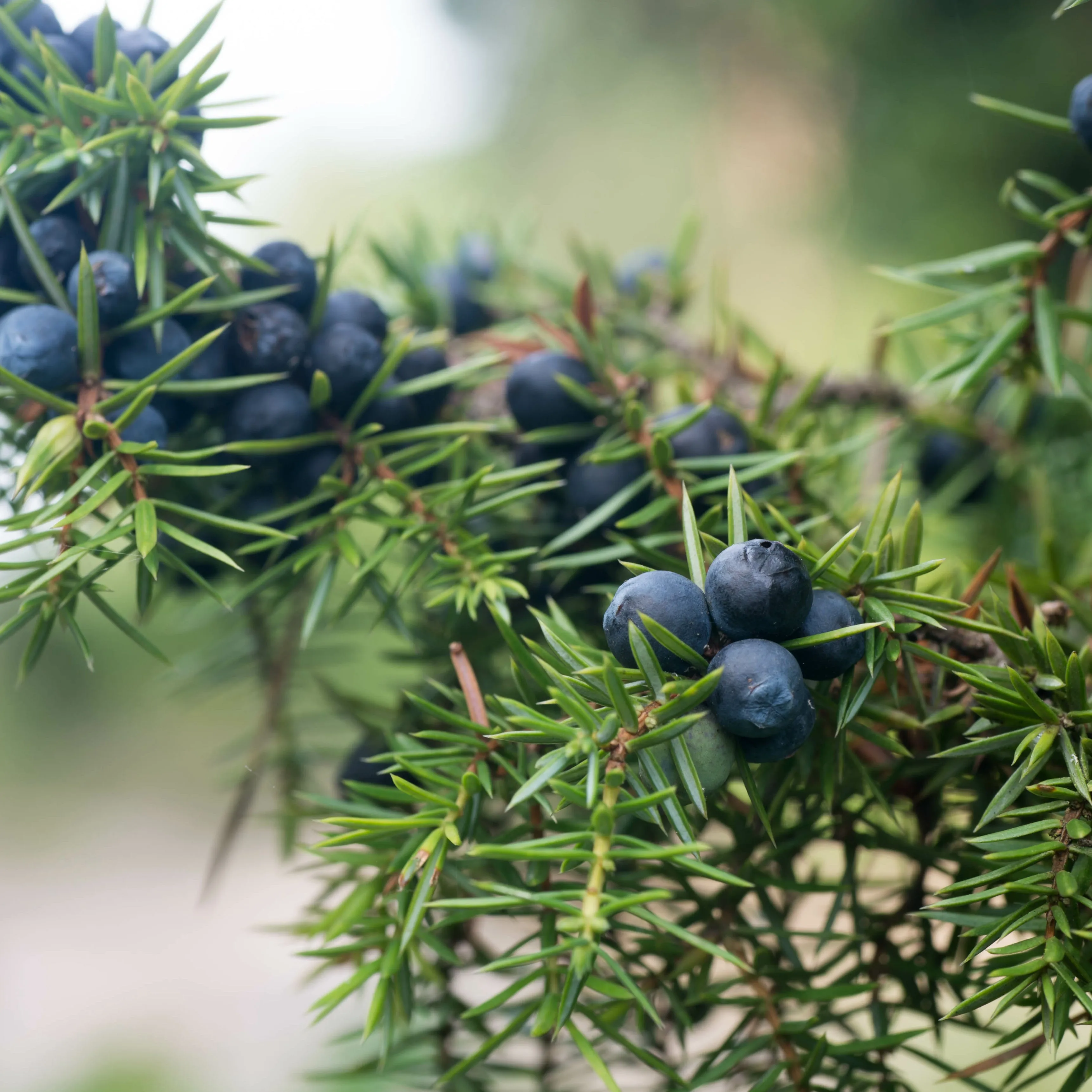 Juniper Berry Essential Oil*