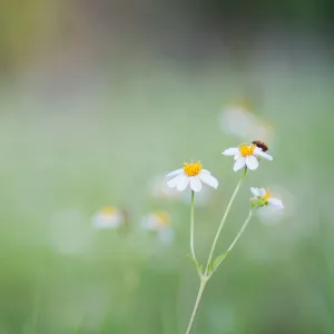Roman Chamomile Essential Oil*
